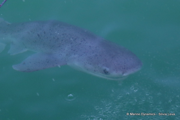 Broadnose sevengill shark, South Africa